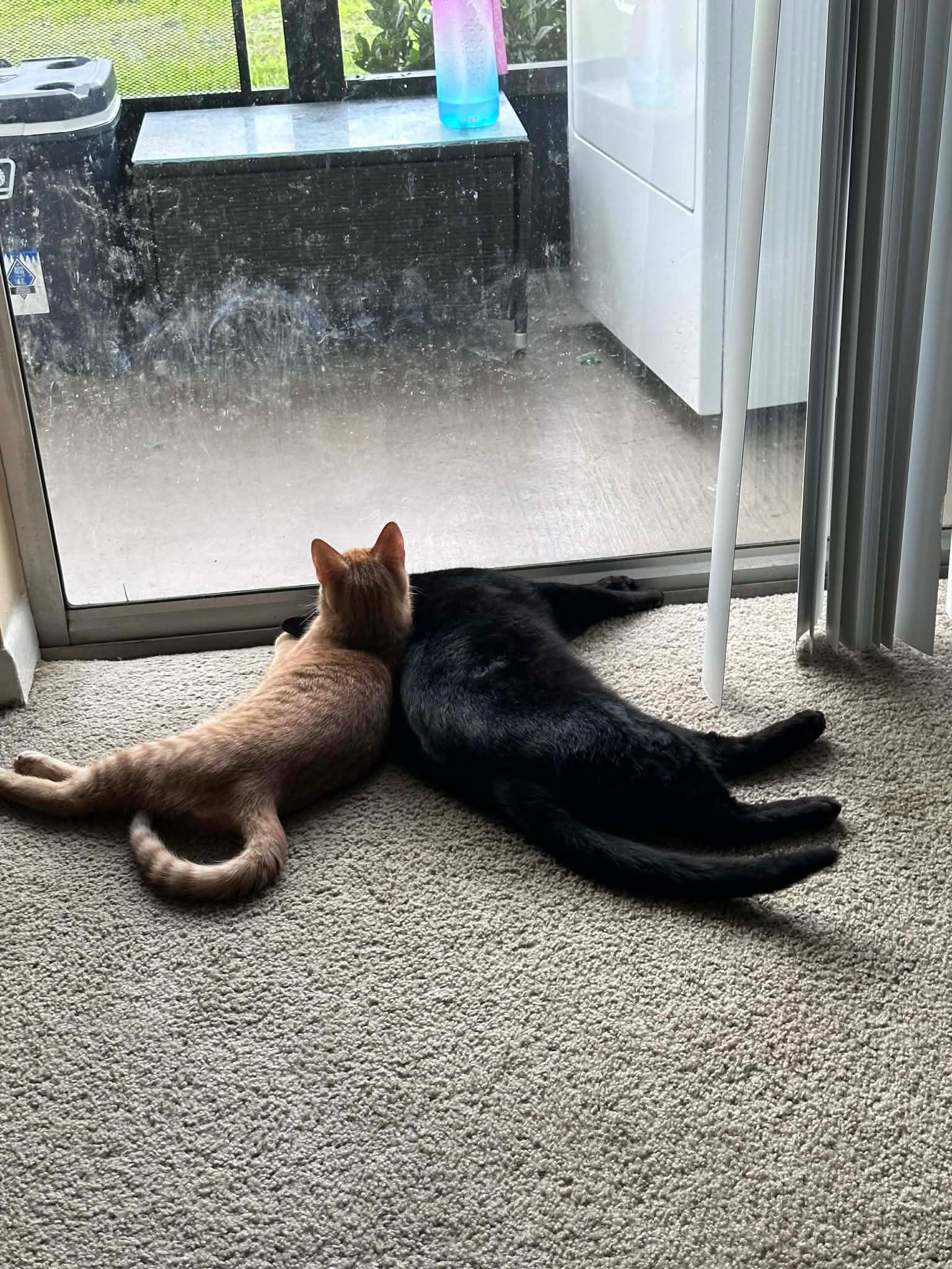 Salem & OJ, Adoptable, Adult Male Domestic Short Hair.