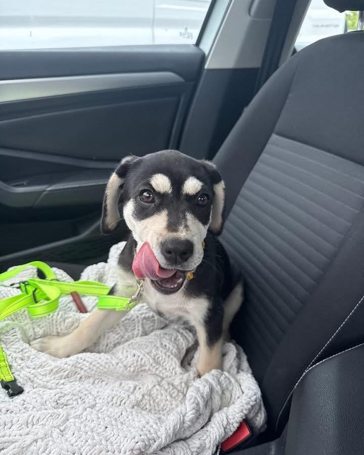 Deliliah, ADOPTABLE, Puppy Female Labrador Retriever.