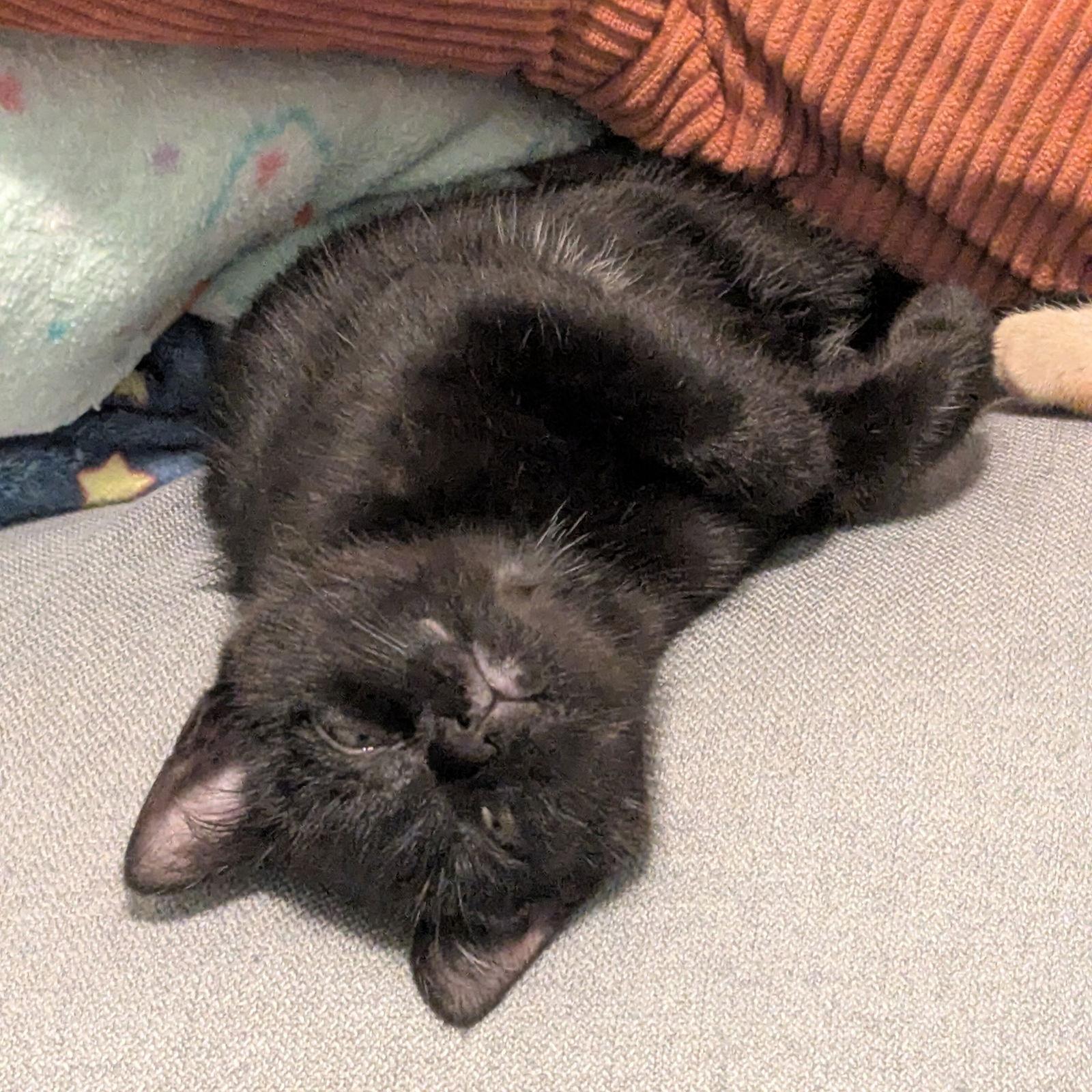 Spice Cake, Adopted, Kitten Female Domestic Short Hair.