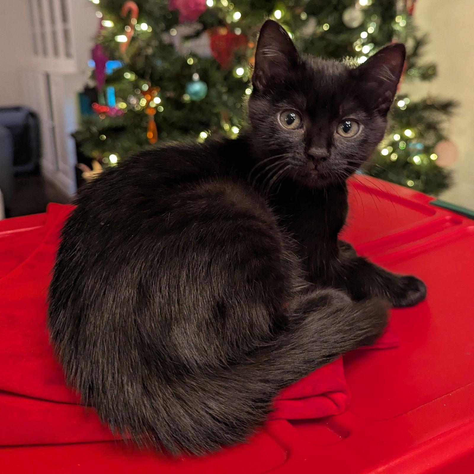 Enlarge Spice Cake, a Adopted Domestic Short Hair in San Jose, CA image 3/3