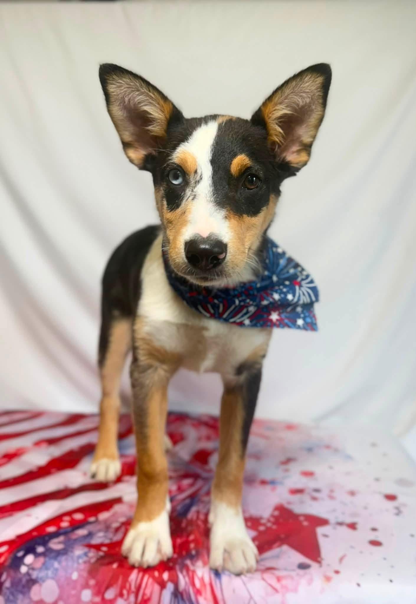 Burberry, adopted, Puppy Female Shepherd & Australian Cattle Dog / Blue Heeler.