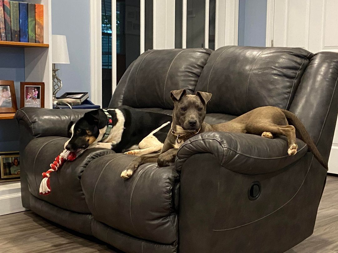 Blue , a Adoptable mixed breed in Shelby, NC image 1/13