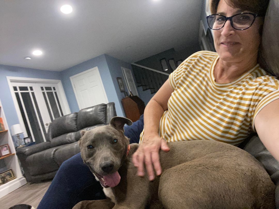 Blue , a Adoptable mixed breed in Shelby, NC image 2/13