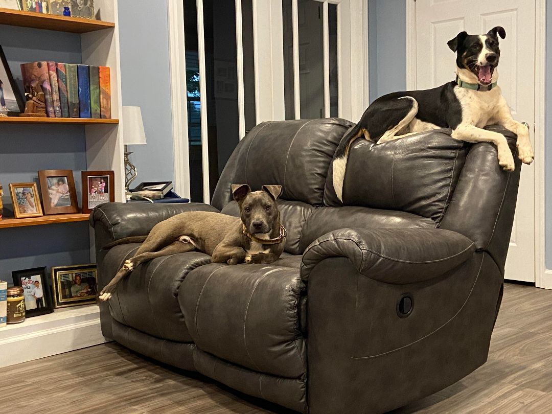 Blue , a Adoptable mixed breed in Shelby, NC image 3/13