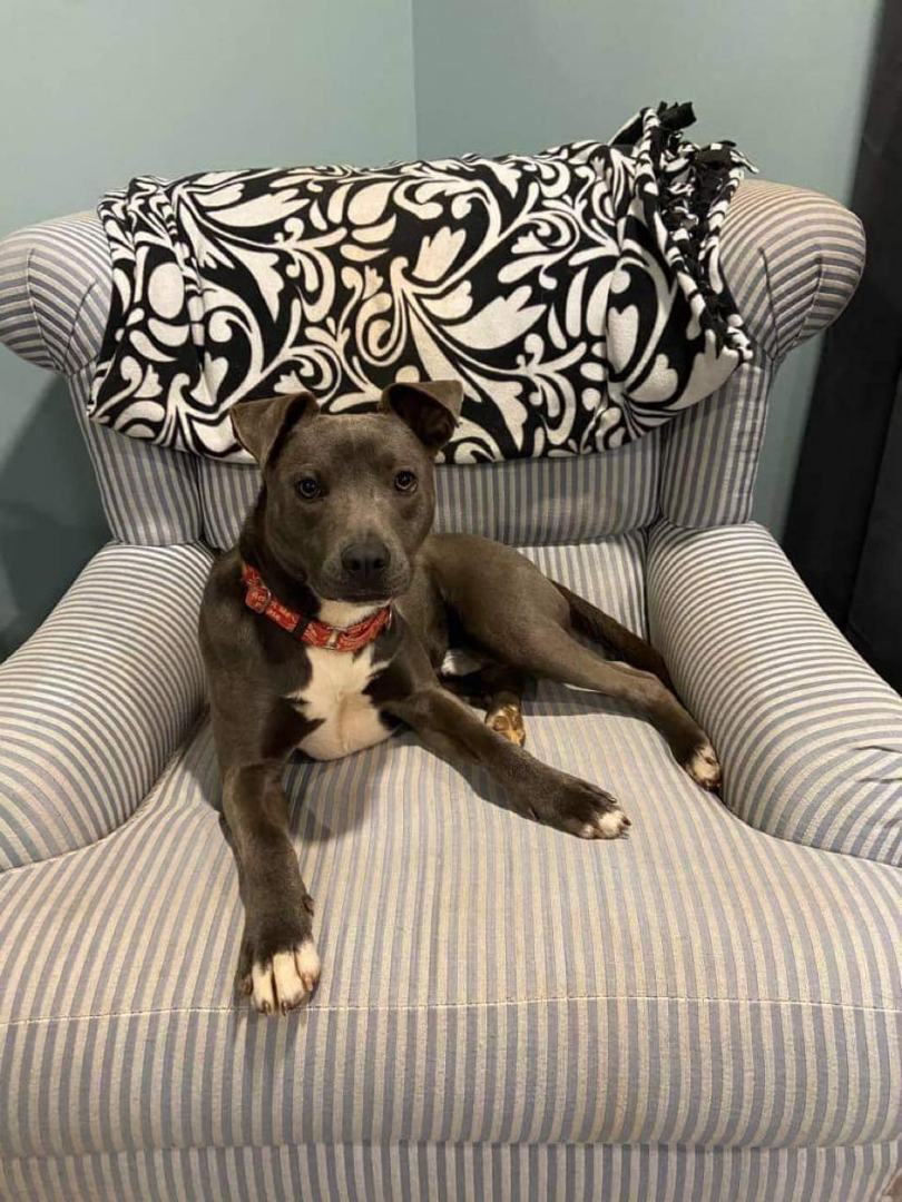 Blue , a Adoptable mixed breed in Shelby, NC image 4/13