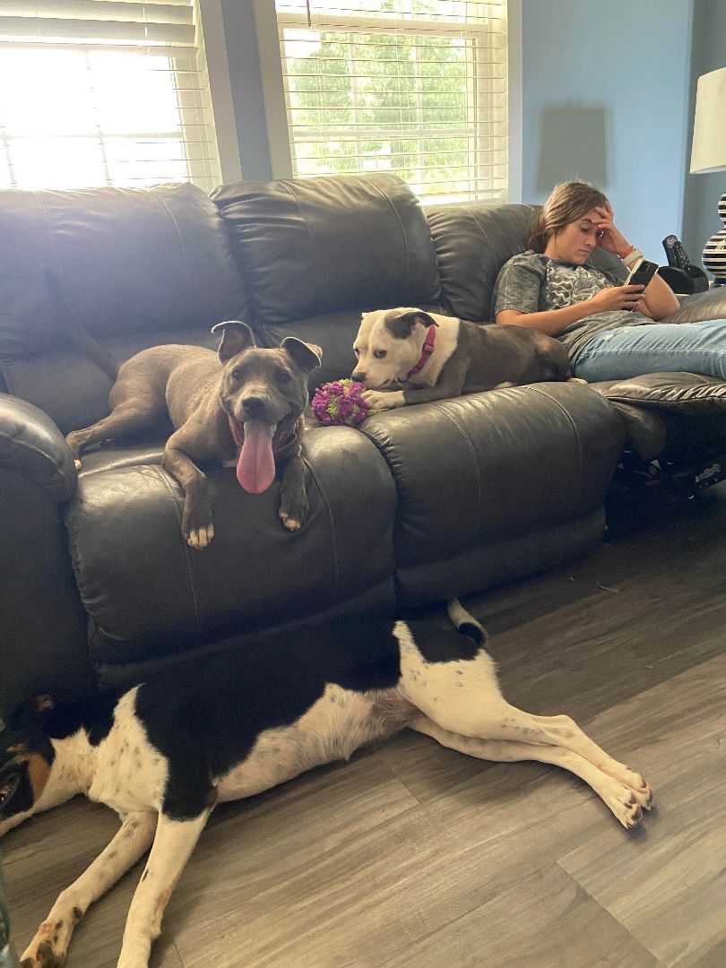 Blue , a Adoptable mixed breed in Shelby, NC image 5/13