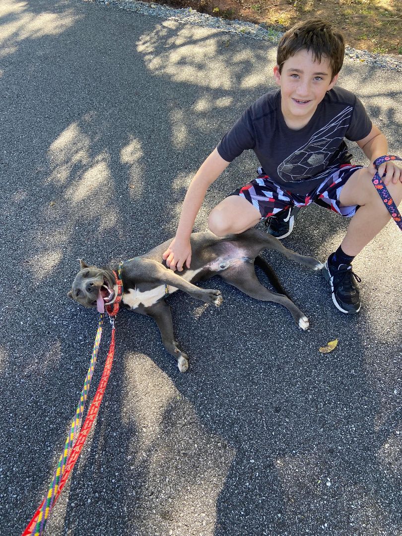 Blue , a Adoptable mixed breed in Shelby, NC image 6/13