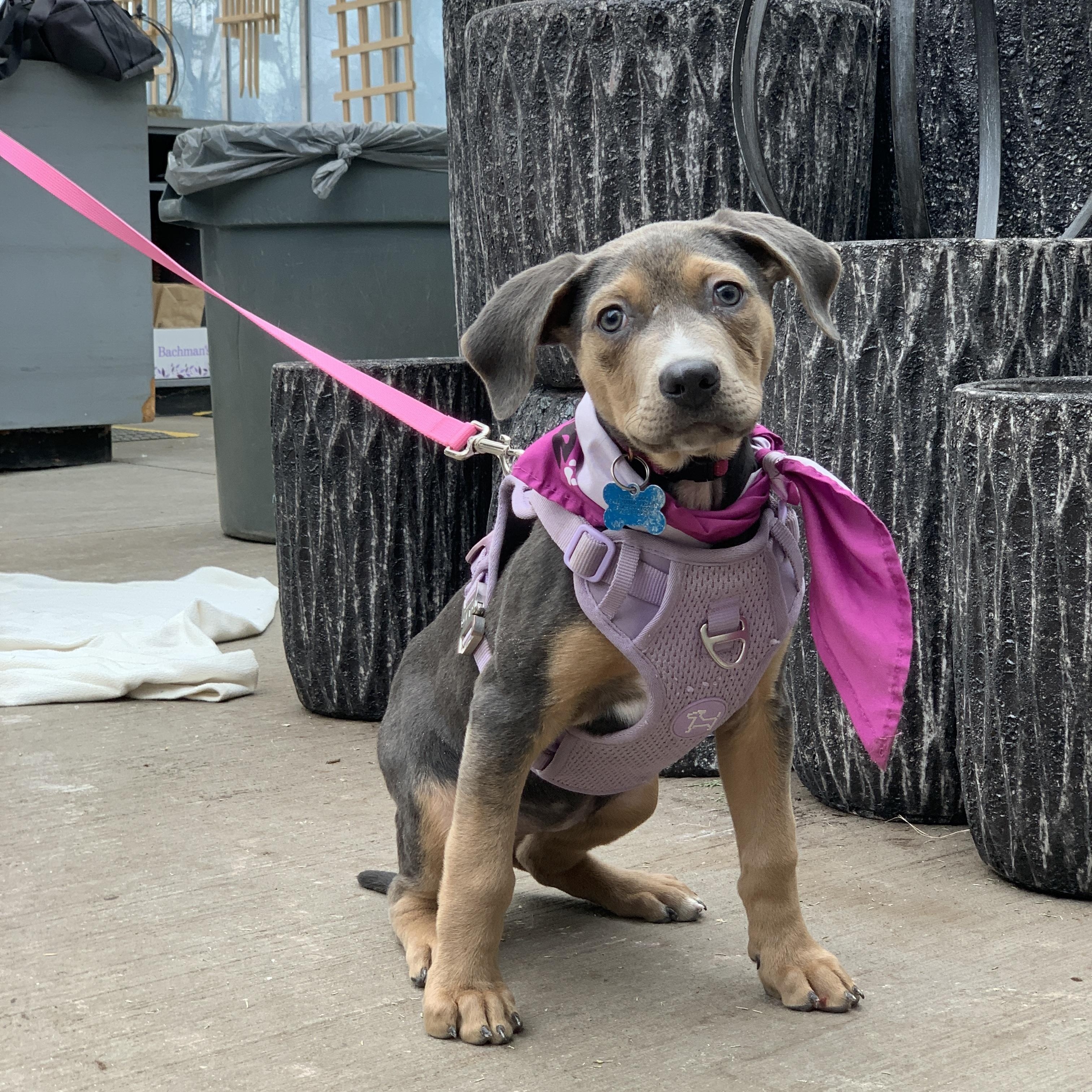 Enlarge Aggie, a ADOPTABLE mixed breed in Minneapolis, MN image 4/6