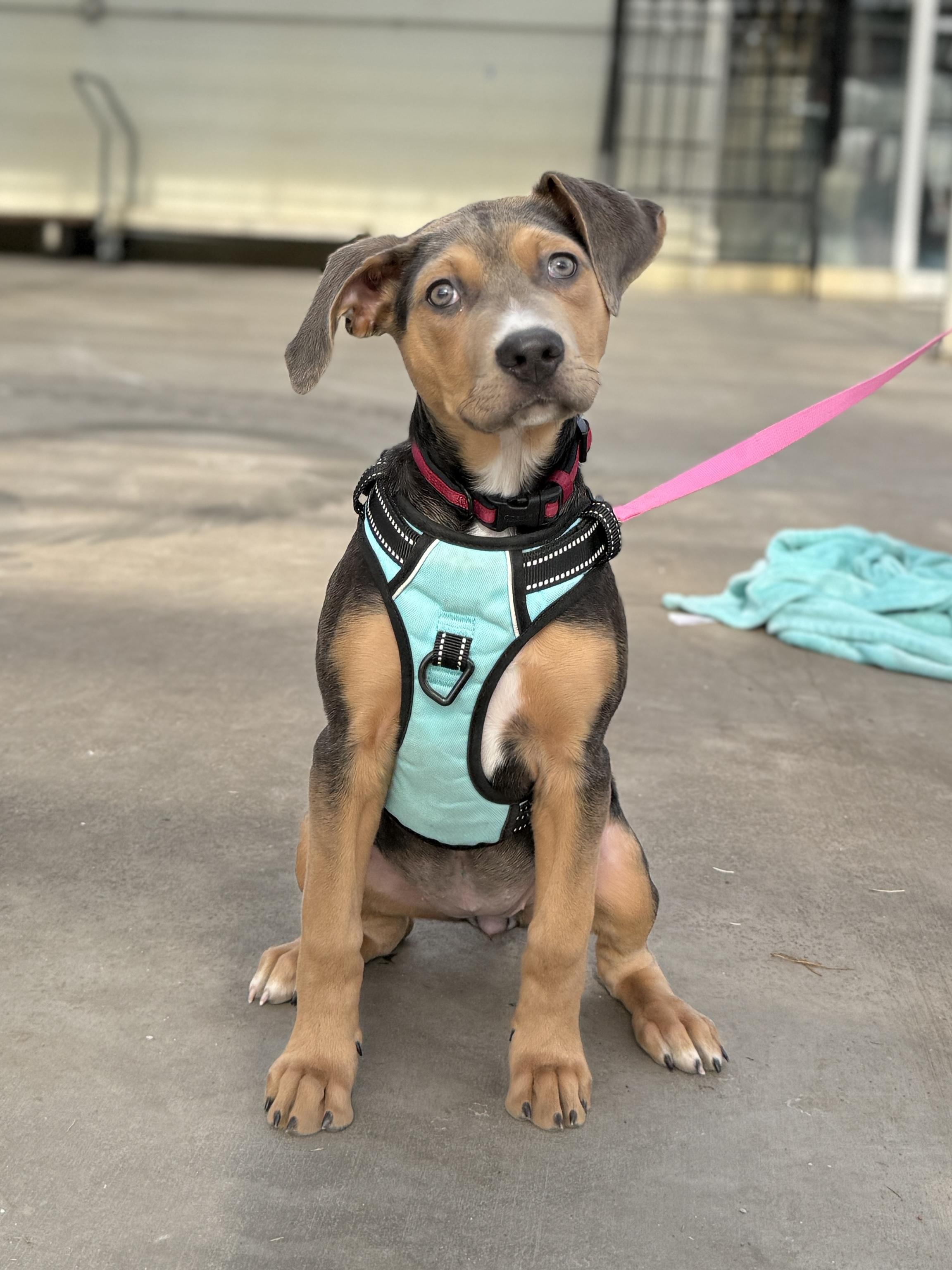 Aggie, ADOPTABLE, Puppy Female Hound & Mixed Breed.