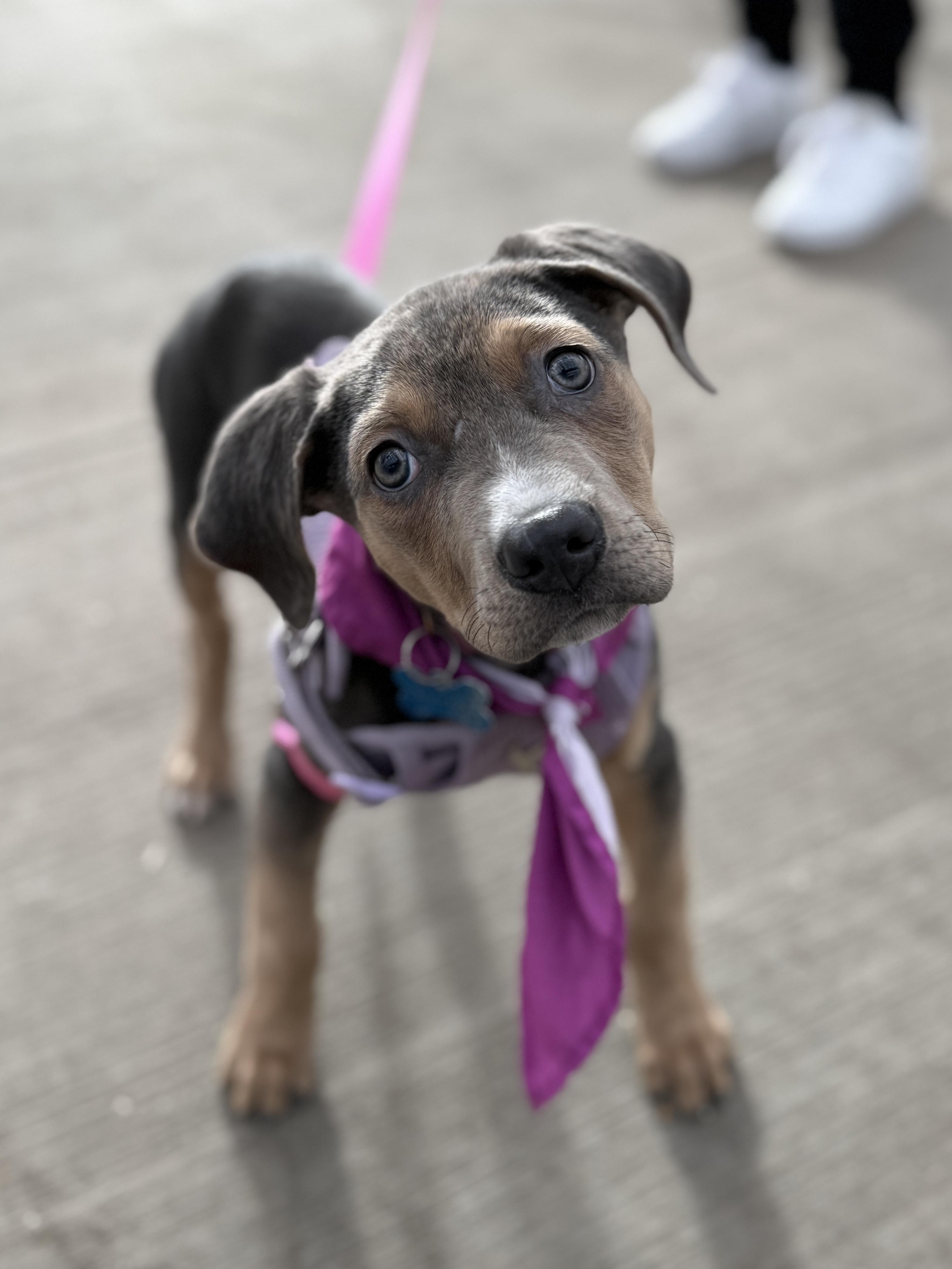 Enlarge Aggie, a ADOPTABLE mixed breed in Minneapolis, MN image 3/6