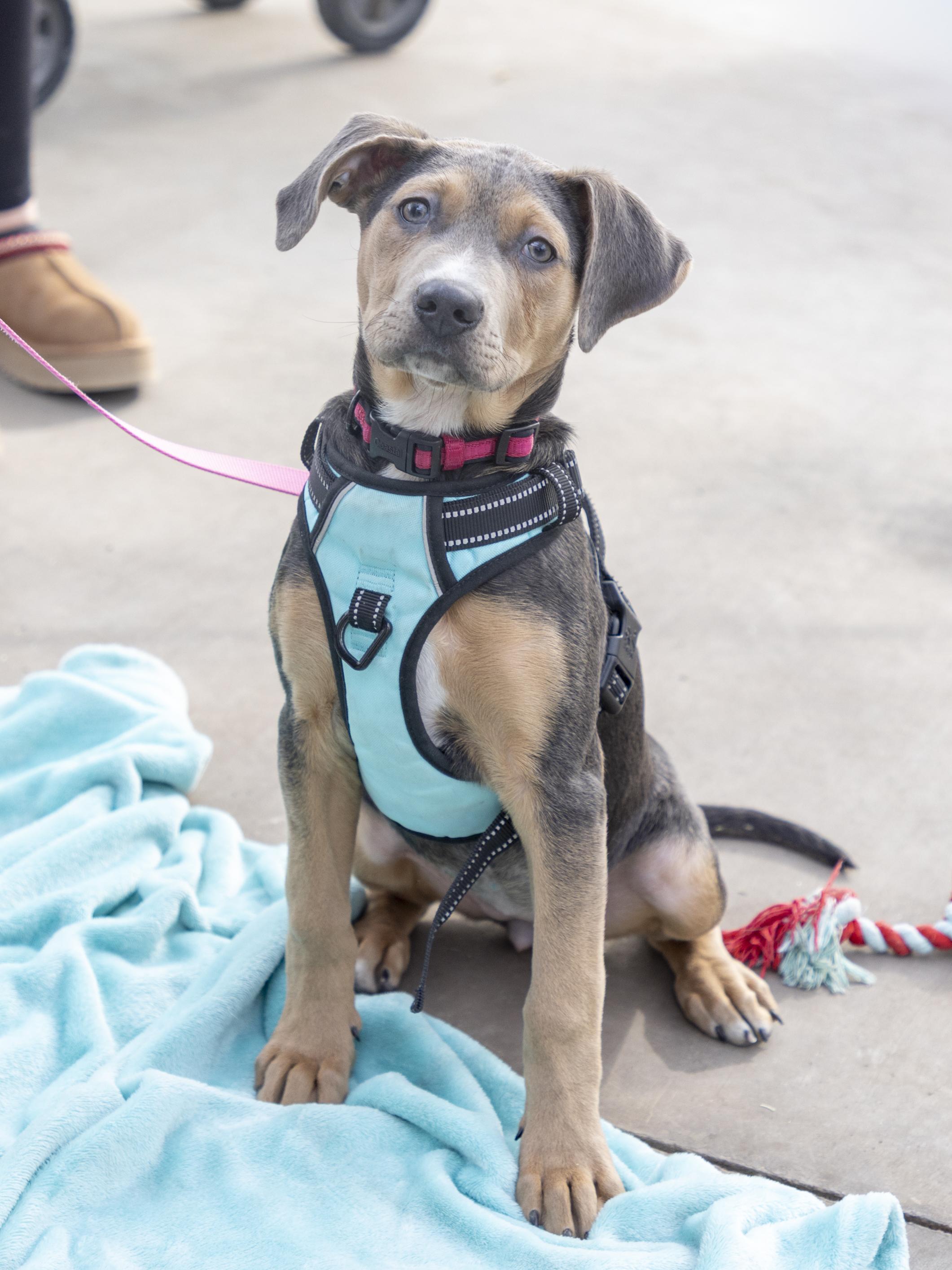 Enlarge Aggie, a ADOPTABLE mixed breed in Minneapolis, MN image 2/6