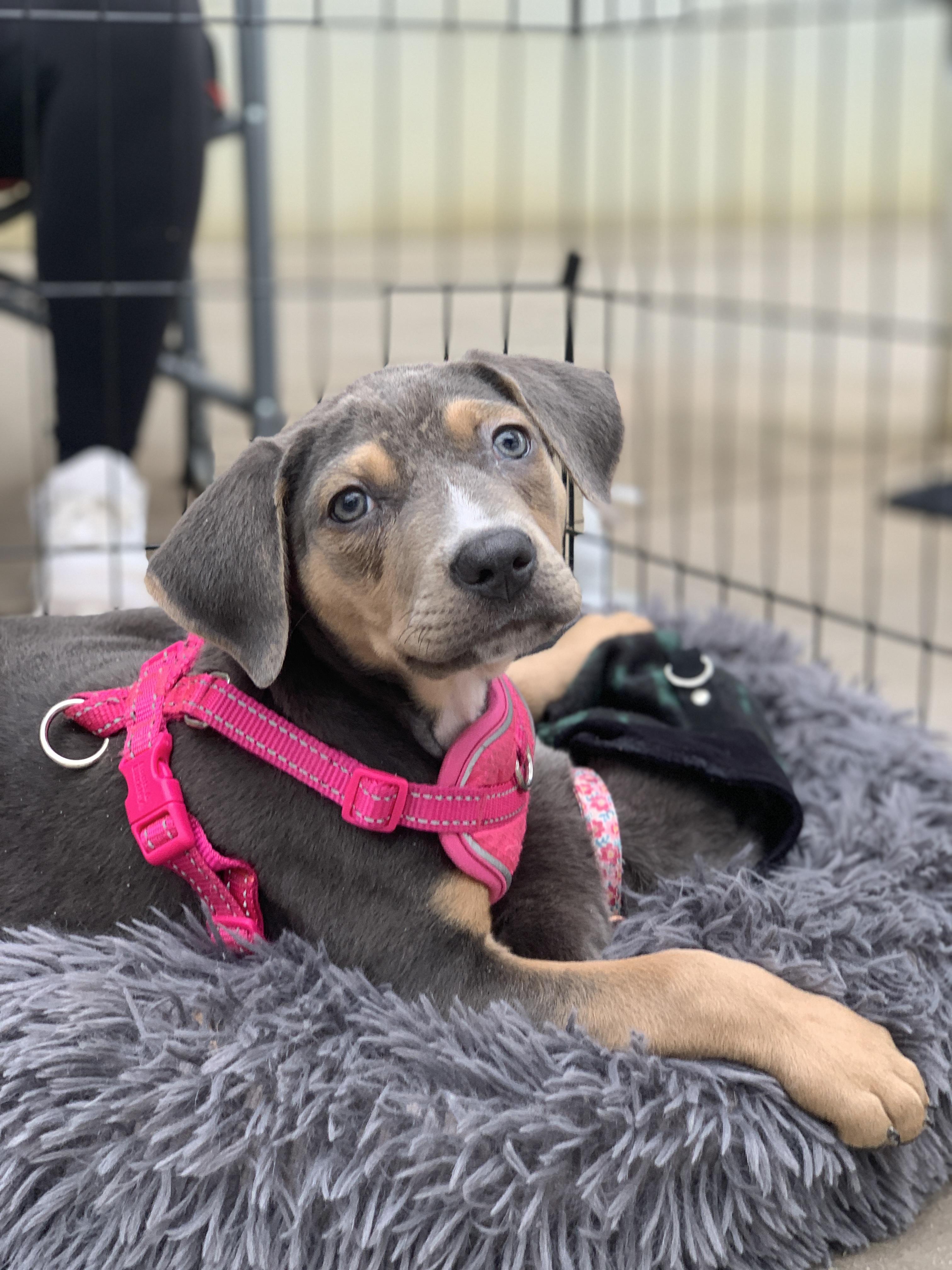 Aggie, ADOPTABLE, Puppy Female Hound & Mixed Breed.