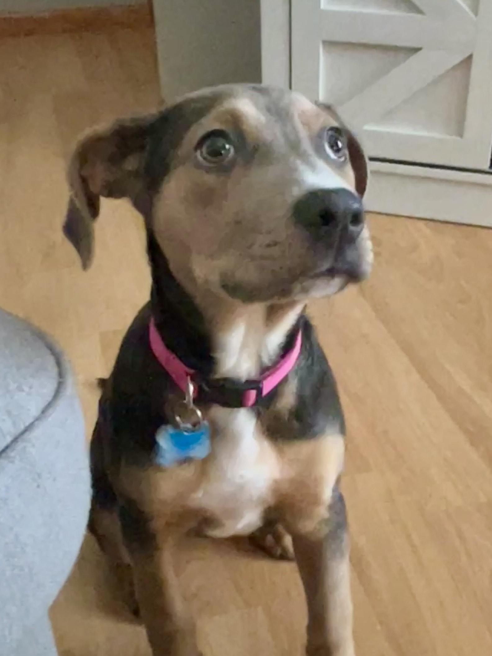 Enlarge Aggie, a ADOPTABLE mixed breed in Minneapolis, MN image 6/6