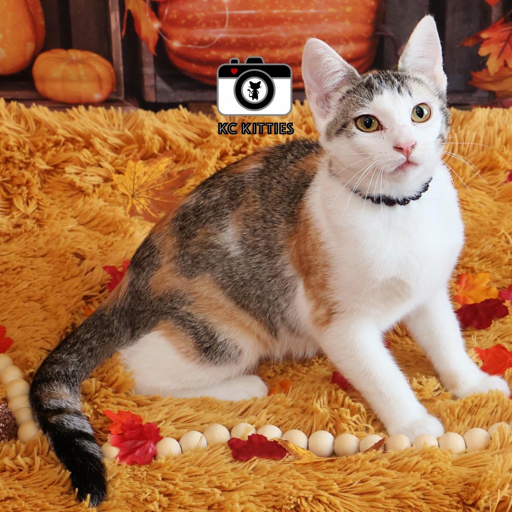 Enlarge Nala, a Adoptable Domestic Short Hair in FAIRWAY, KS image 1/6