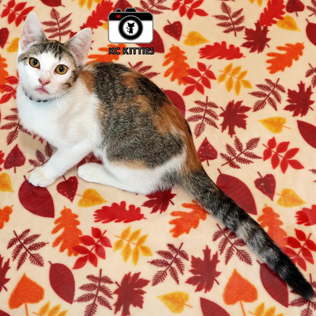 Enlarge Nala, a Adoptable Domestic Short Hair in FAIRWAY, KS image 2/6