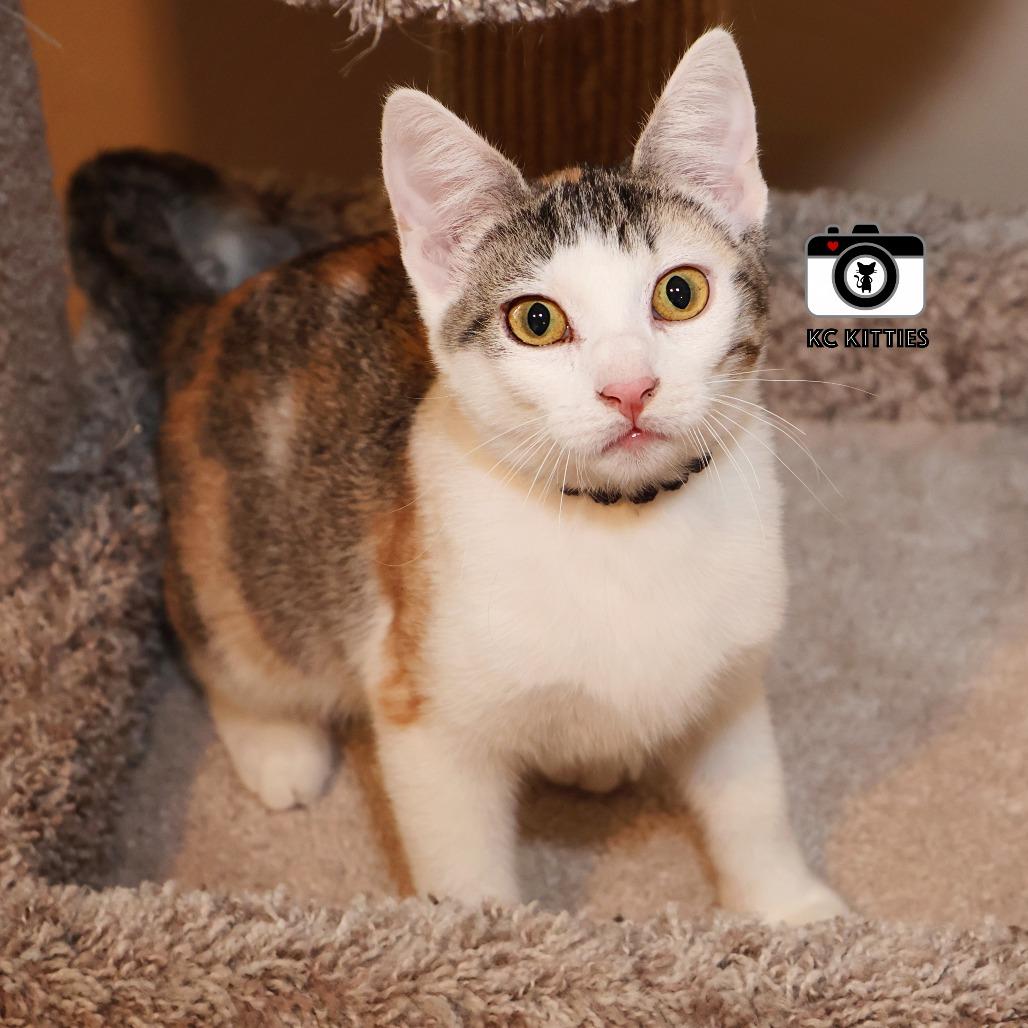 Enlarge Nala, a Adoptable Domestic Short Hair in FAIRWAY, KS image 3/6