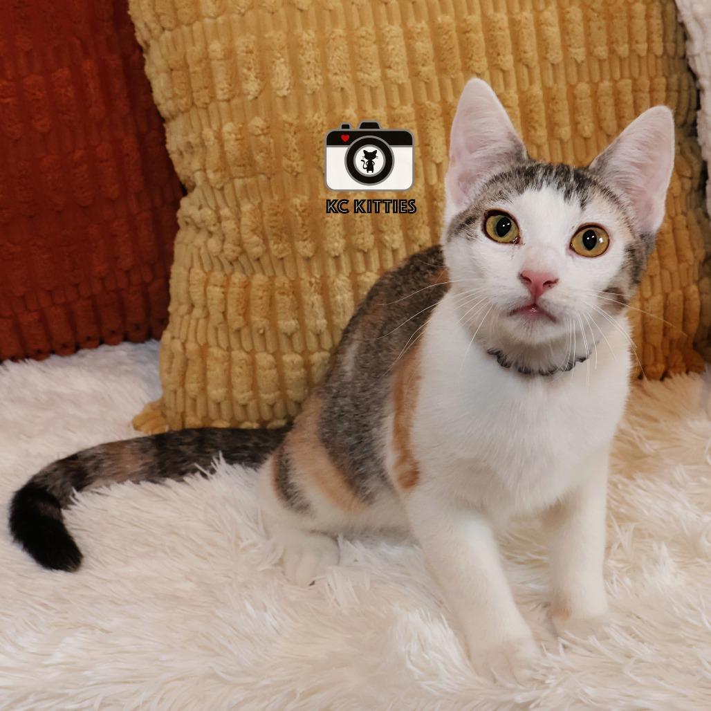 Enlarge Nala, a Adoptable Domestic Short Hair in FAIRWAY, KS image 4/6