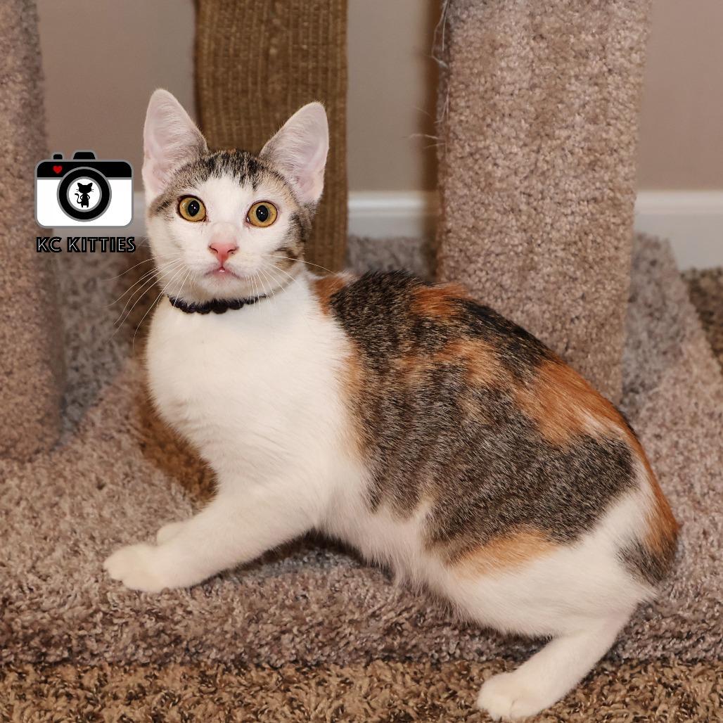 Enlarge Nala, a Adoptable Domestic Short Hair in FAIRWAY, KS image 5/6