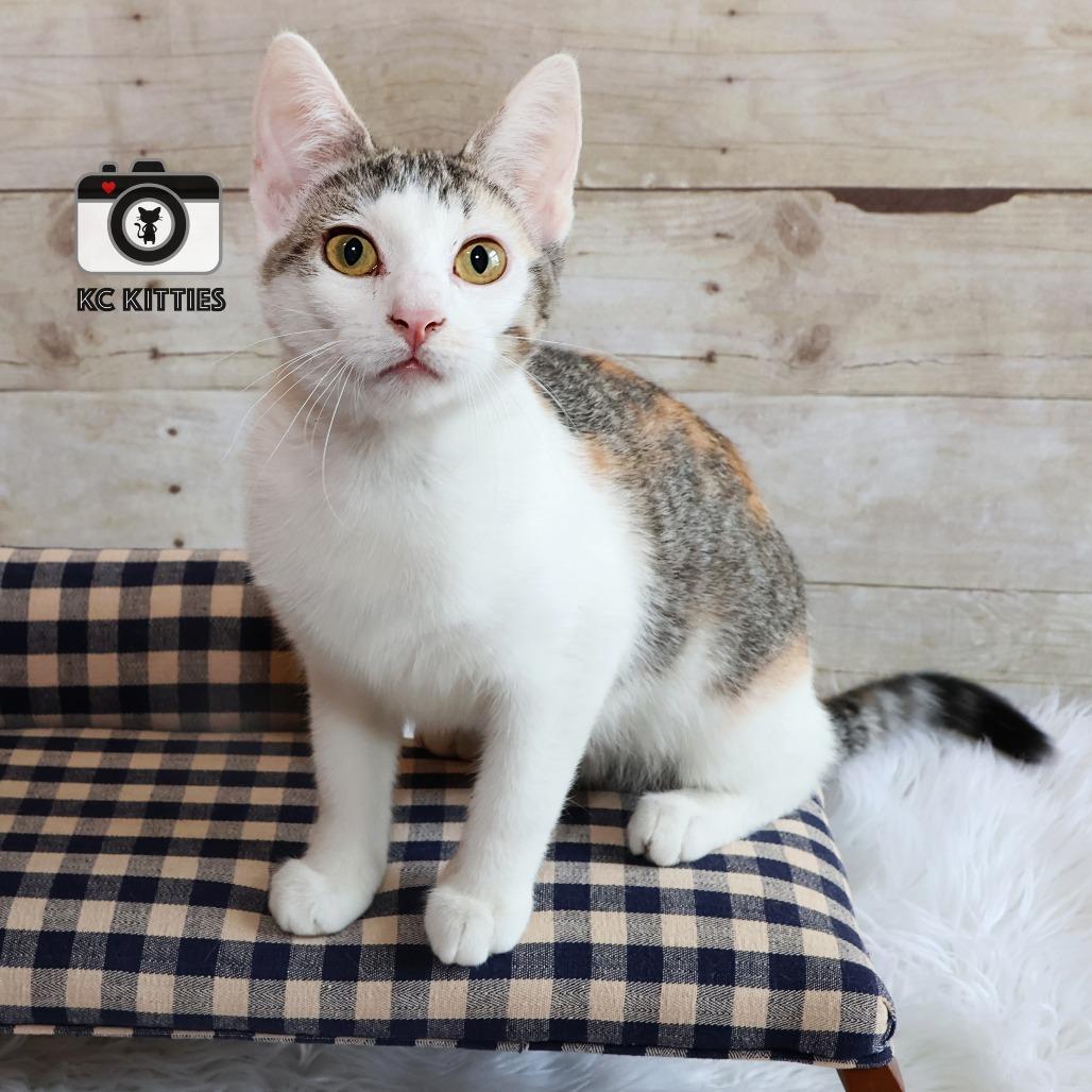 Enlarge Nala, a Adoptable Domestic Short Hair in FAIRWAY, KS image 6/6