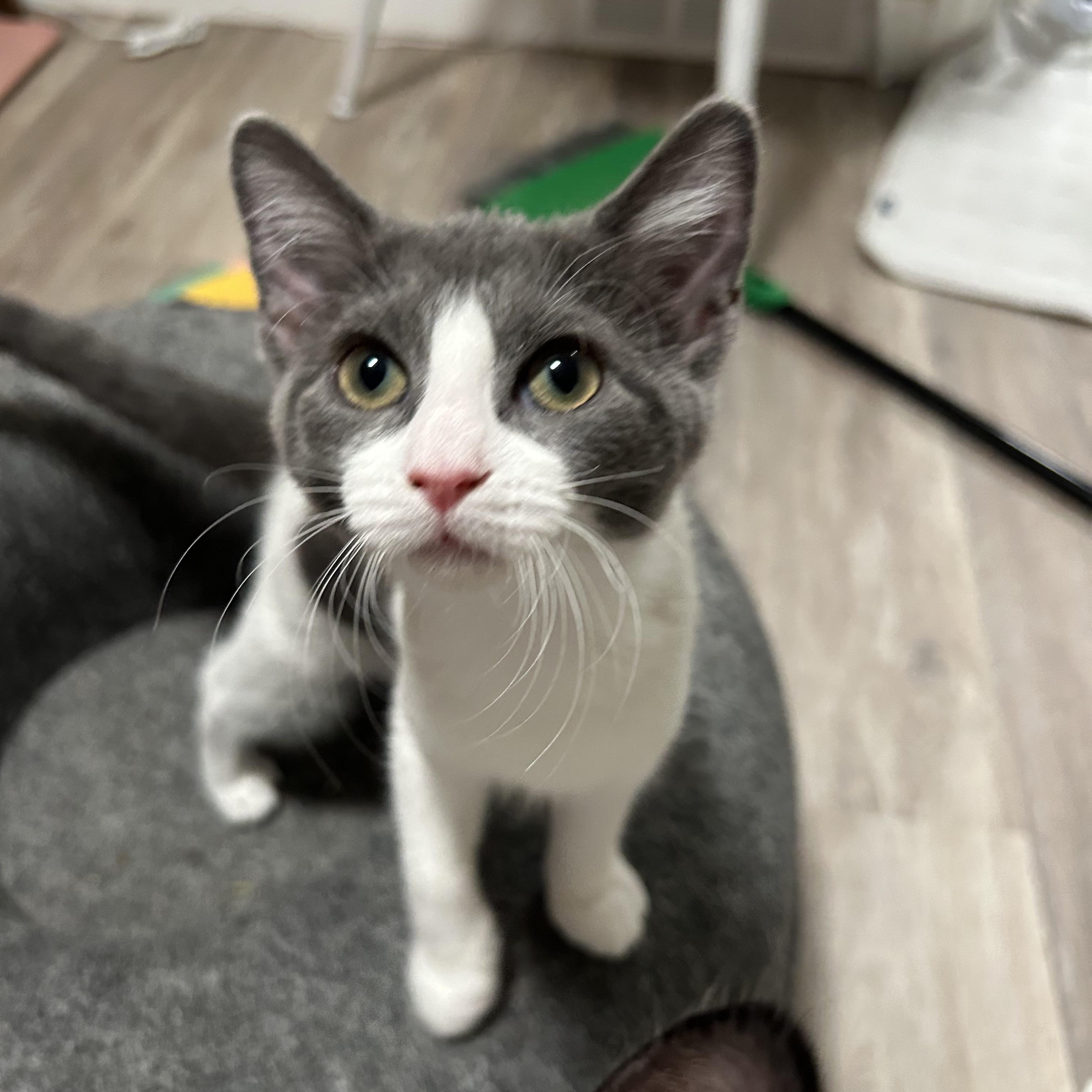 Minnie, Young Female unknown