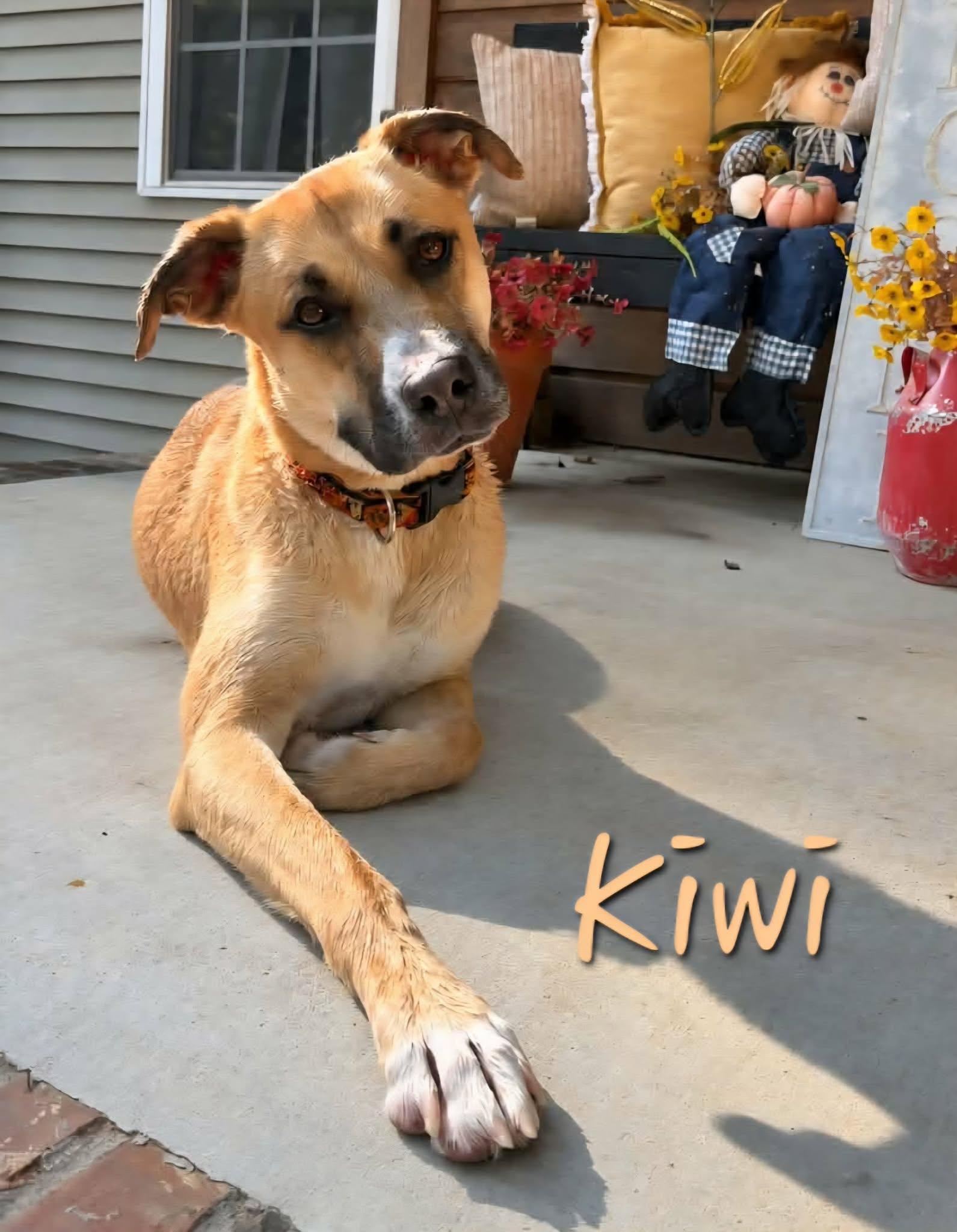 Enlarge Kiwi, a Adoptable mixed breed in Elburn, IL image 4/6
