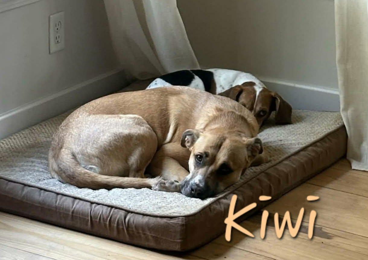 Enlarge Kiwi, a Adoptable mixed breed in Elburn, IL image 5/6