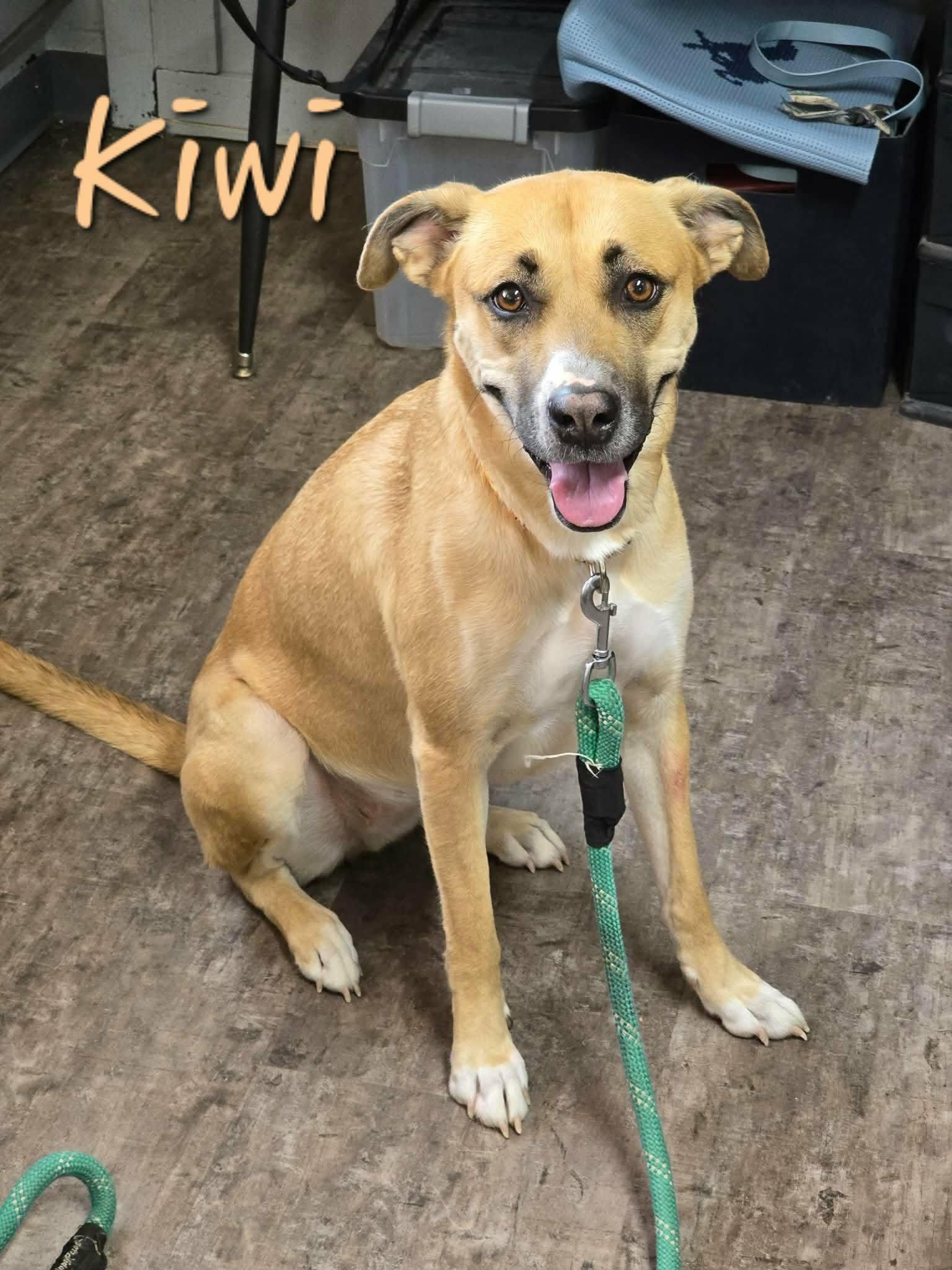 Enlarge Kiwi, a Adoptable mixed breed in Elburn, IL image 3/6