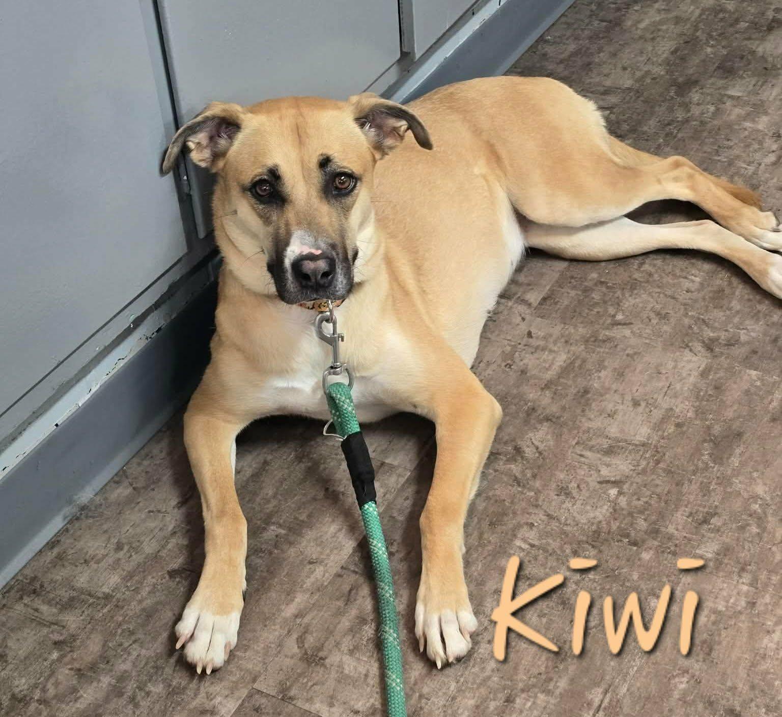 Enlarge Kiwi, a Adoptable mixed breed in Elburn, IL image 2/6