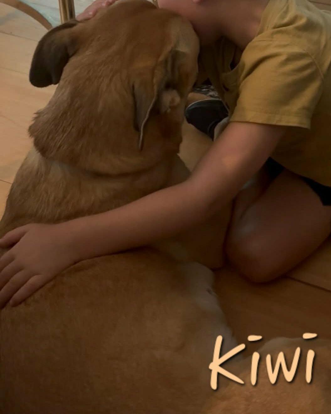 Enlarge Kiwi, a Adoptable mixed breed in Elburn, IL image 6/6