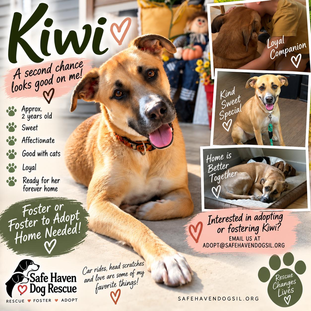 Kiwi, Adoptable, Young Female Yellow Labrador Retriever & Black Mouth Cur.