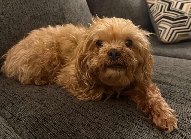 Enlarge Nancy, an adopted mixed breed in Menomonee Falls, WI image 4/4