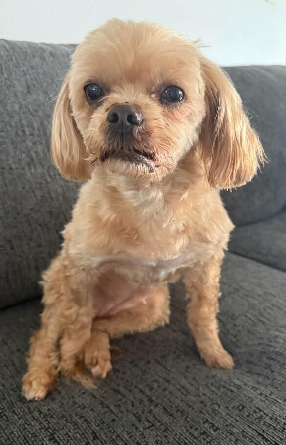 Enlarge Nancy, an adopted mixed breed in Menomonee Falls, WI image 3/4