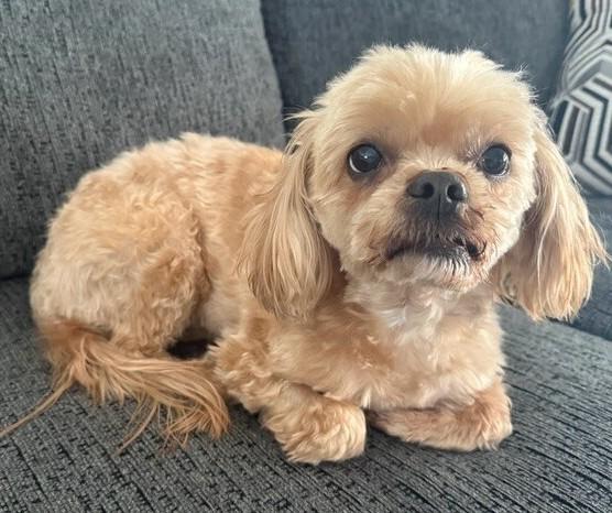 Nancy, adopted, Senior Female Miniature Poodle.