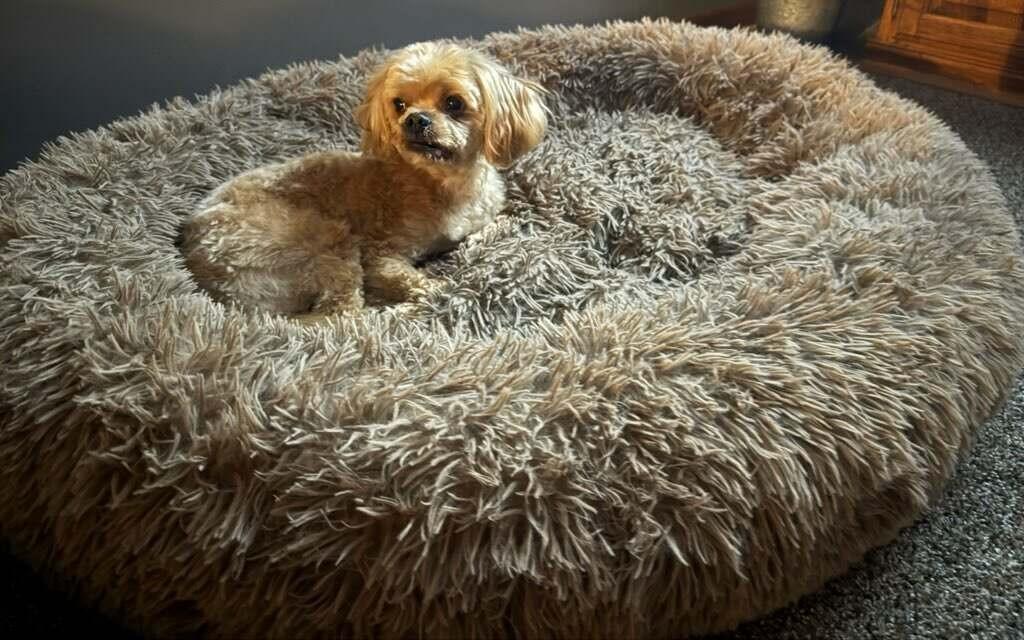 Enlarge Nancy, an adopted mixed breed in Menomonee Falls, WI image 2/4