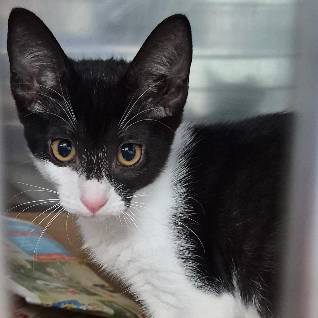Heart, Adoptable, Kitten Female Domestic Short Hair.