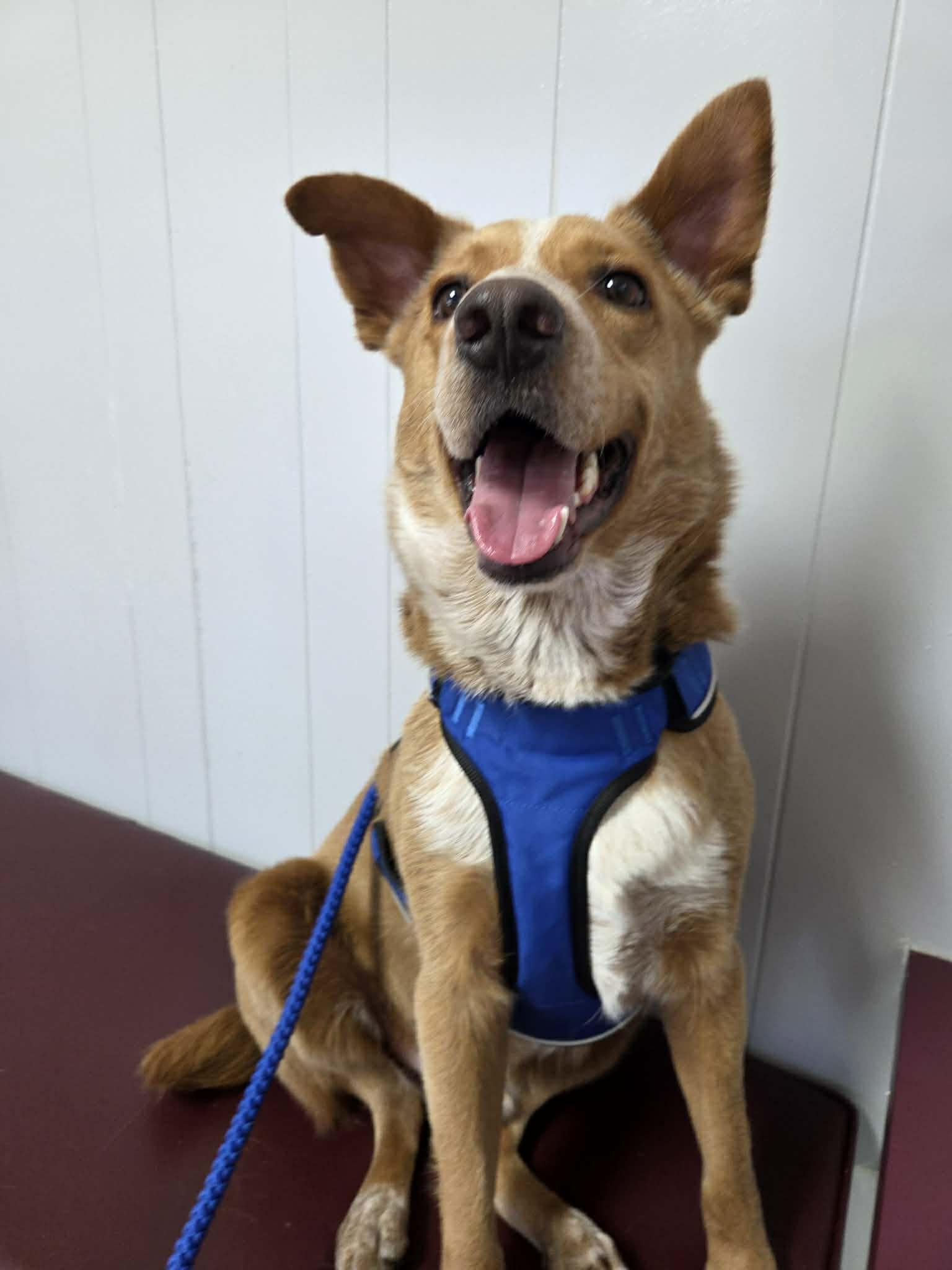 Enlarge Pumpkin, a Adoptable mixed breed in Cedar Rapids, IA image 5/6