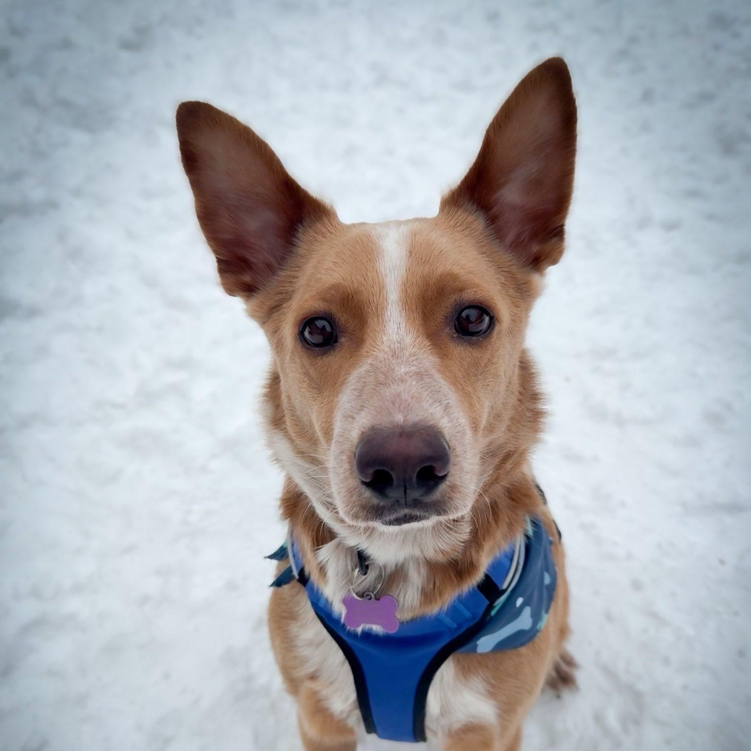 Pumpkin, Adoptable, Young Male Australian Cattle Dog / Blue Heeler & Mixed Breed.