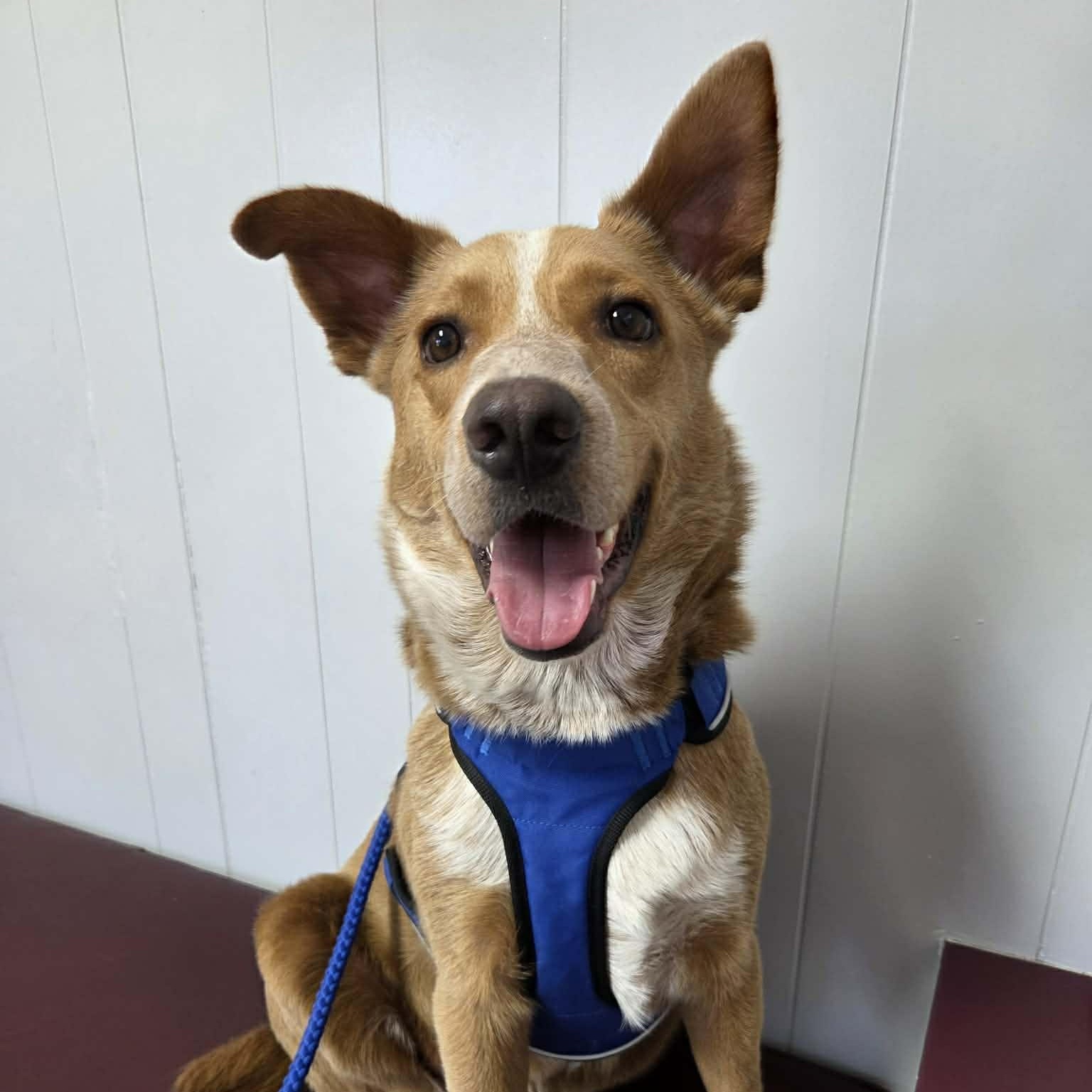 Enlarge Pumpkin, a Adoptable mixed breed in Cedar Rapids, IA image 2/6
