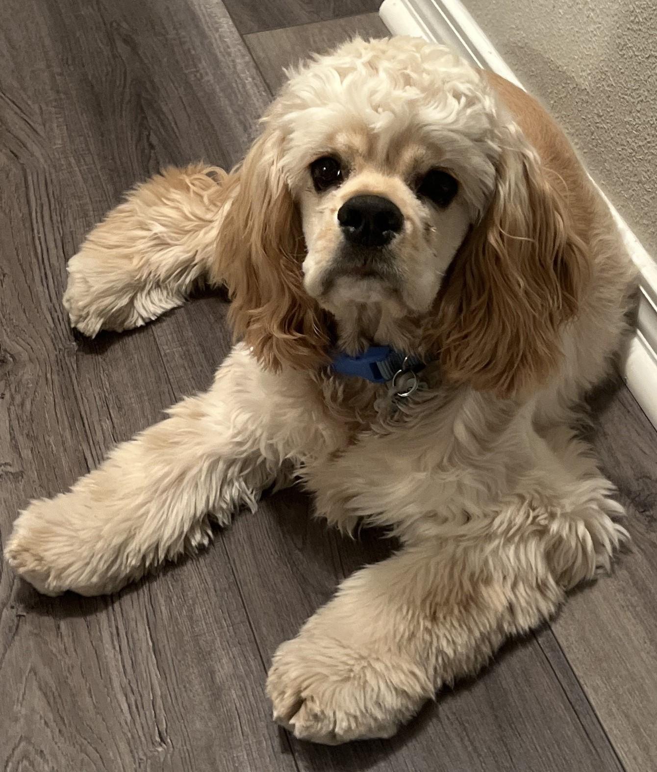 Enlarge Enzo C 26040, a Adoptable Cocker Spaniel in Parker, CO image 1/3