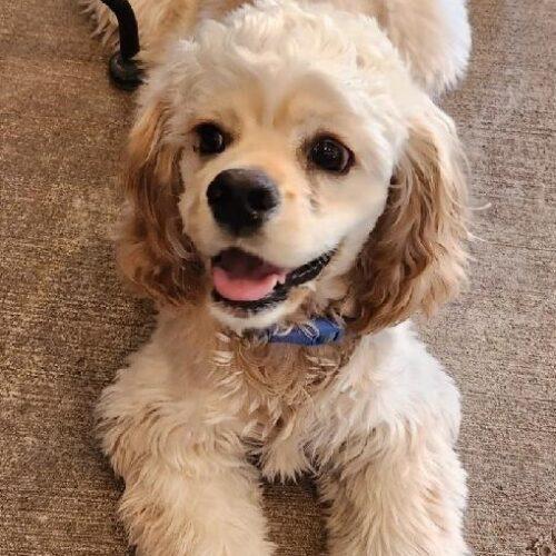 Enlarge Enzo C 26040, a Adoptable Cocker Spaniel in Parker, CO image 1/2