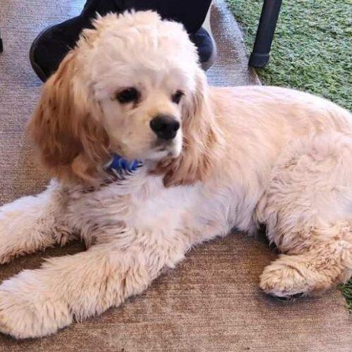 Enlarge Enzo C 26040, a Adoptable Cocker Spaniel in Parker, CO image 2/2