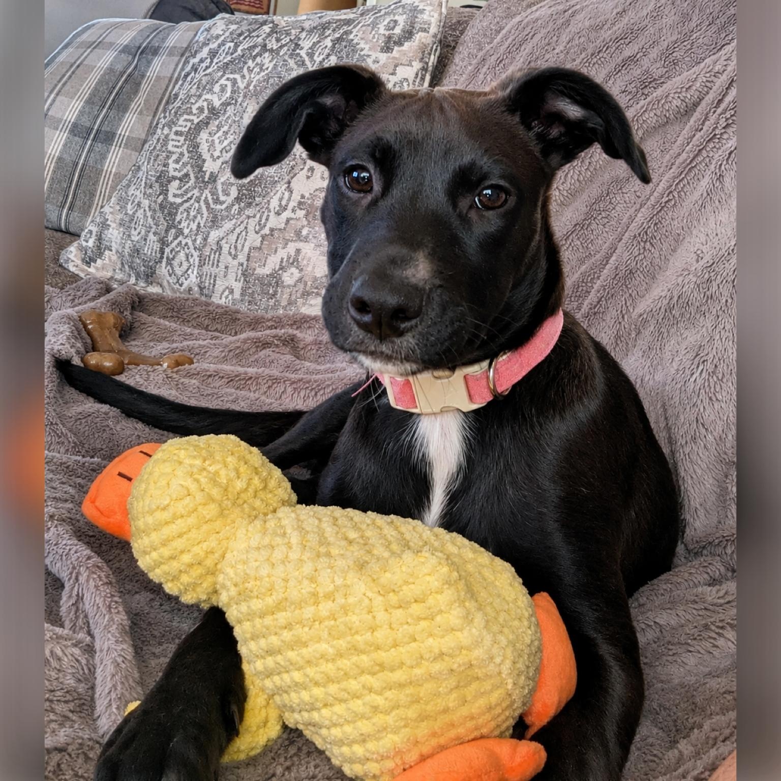 Enlarge Harmony, an adoptable mixed breed in Douglas, GA image 1/2