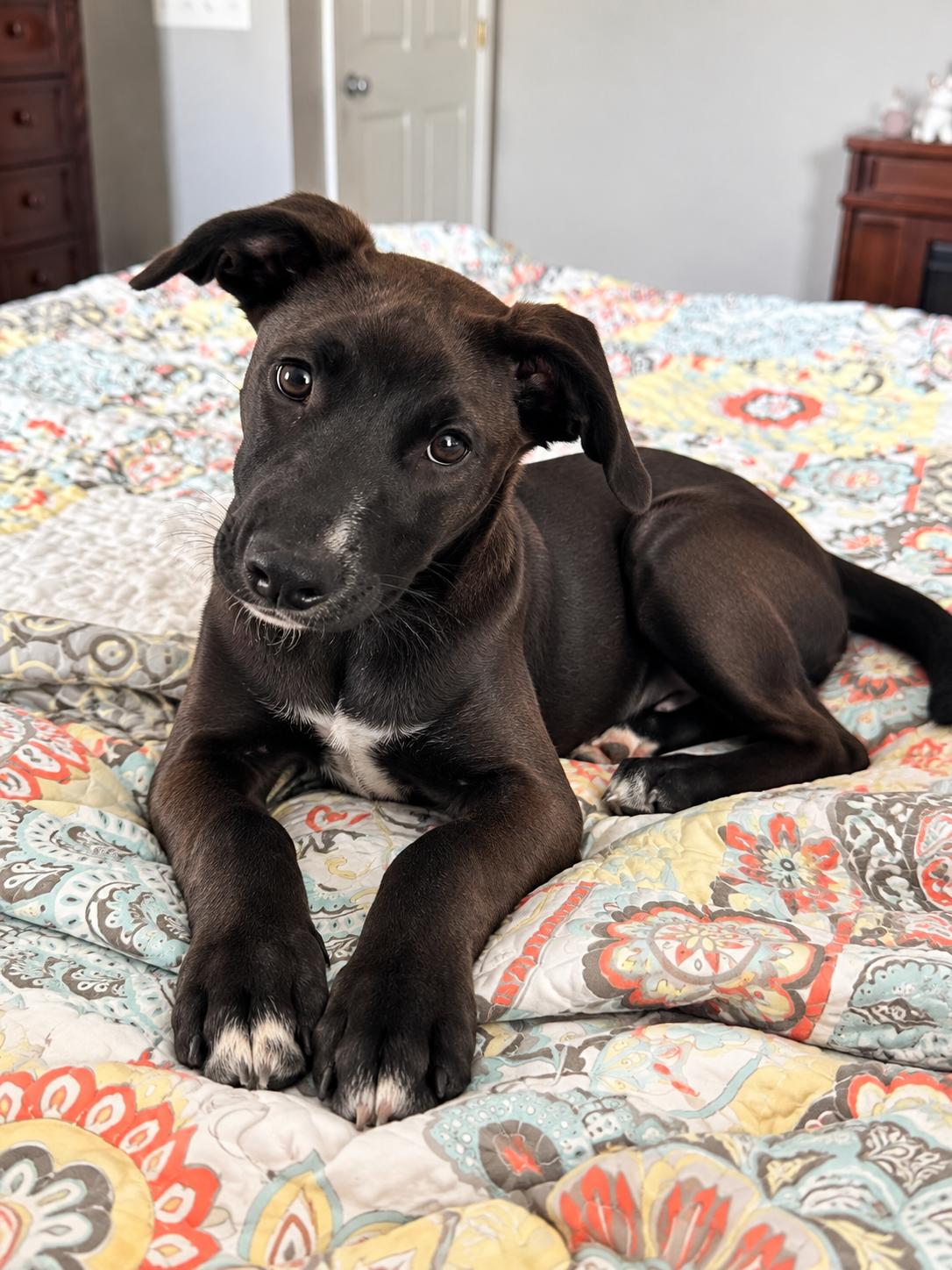 Harmony, Adoptable, Puppy Female Black Labrador Retriever.