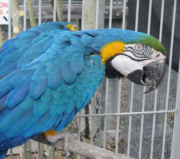 Goldie, Adoptable, Senior Male Macaw.