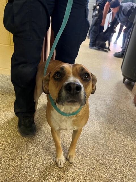 POPPY, Adoptable, Young Female Pit Bull Terrier & Terrier.