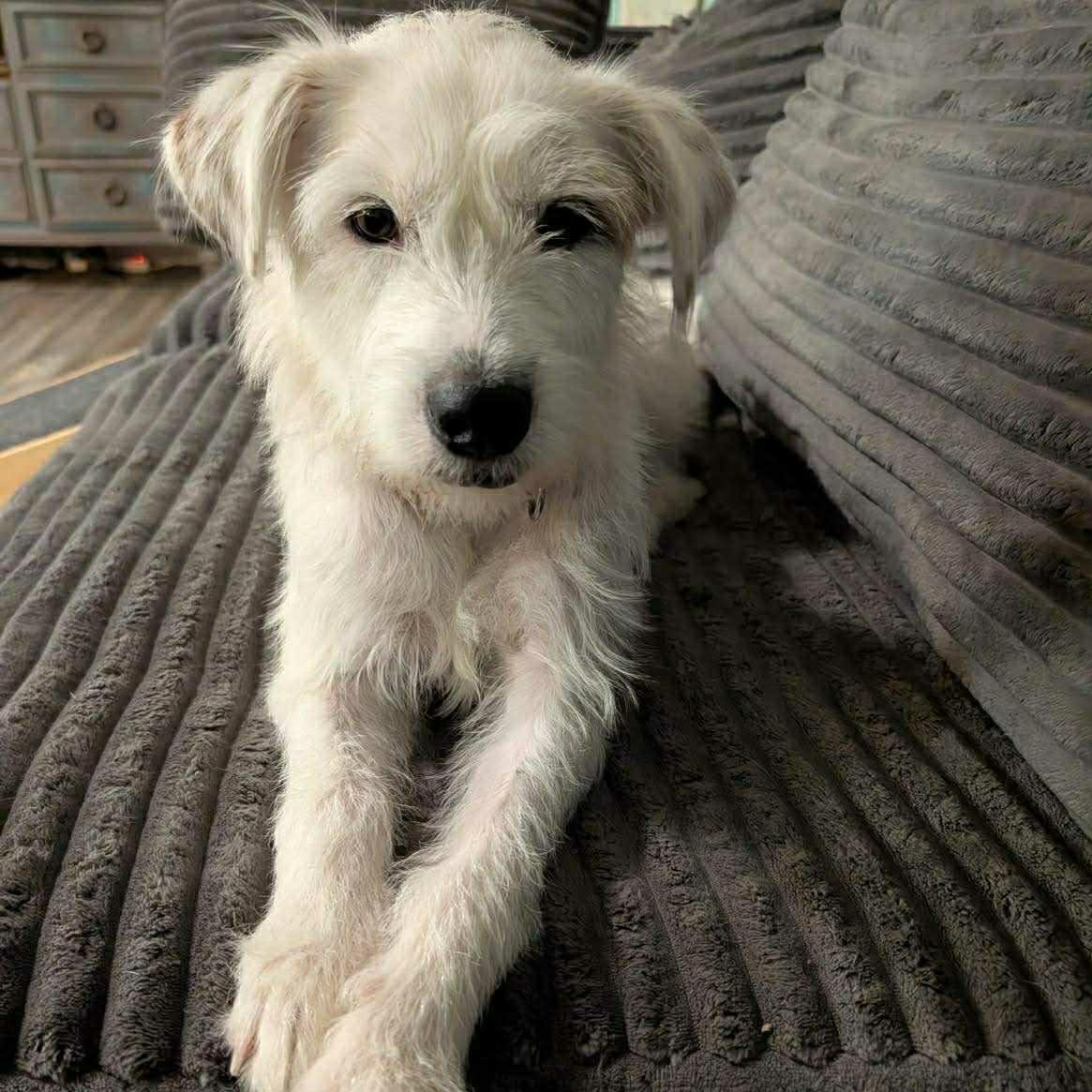 Sushi, Adoptable, Adult Female Wirehaired Terrier.