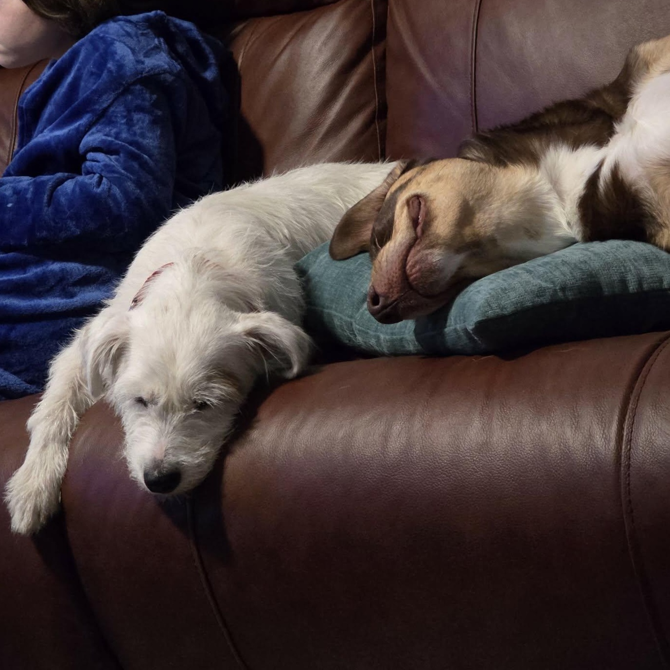 Sushi, an adopted mixed breed in Lincoln, NE image 2/6
