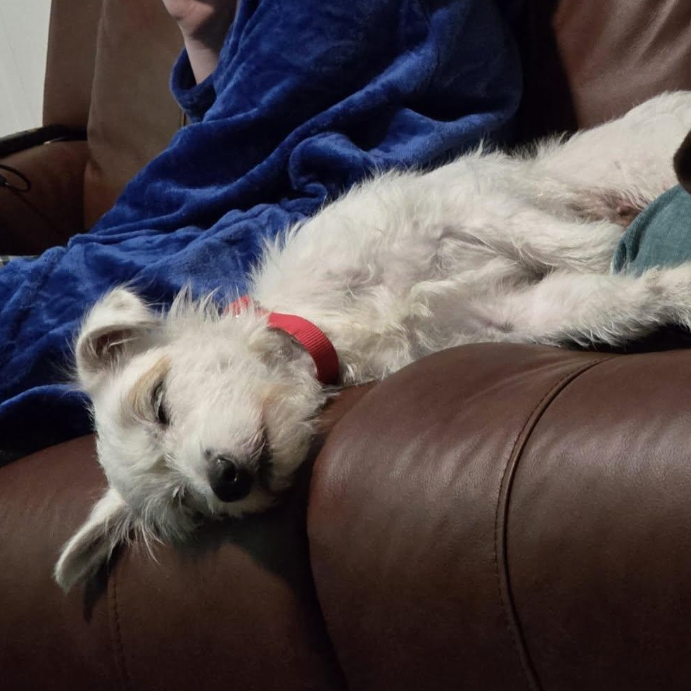 Sushi, an adopted mixed breed in Lincoln, NE image 6/6