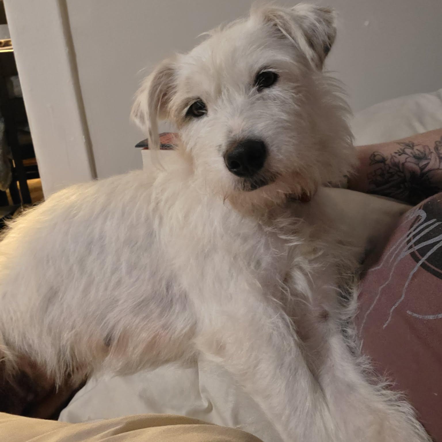 Sushi, an adopted mixed breed in Lincoln, NE image 5/6