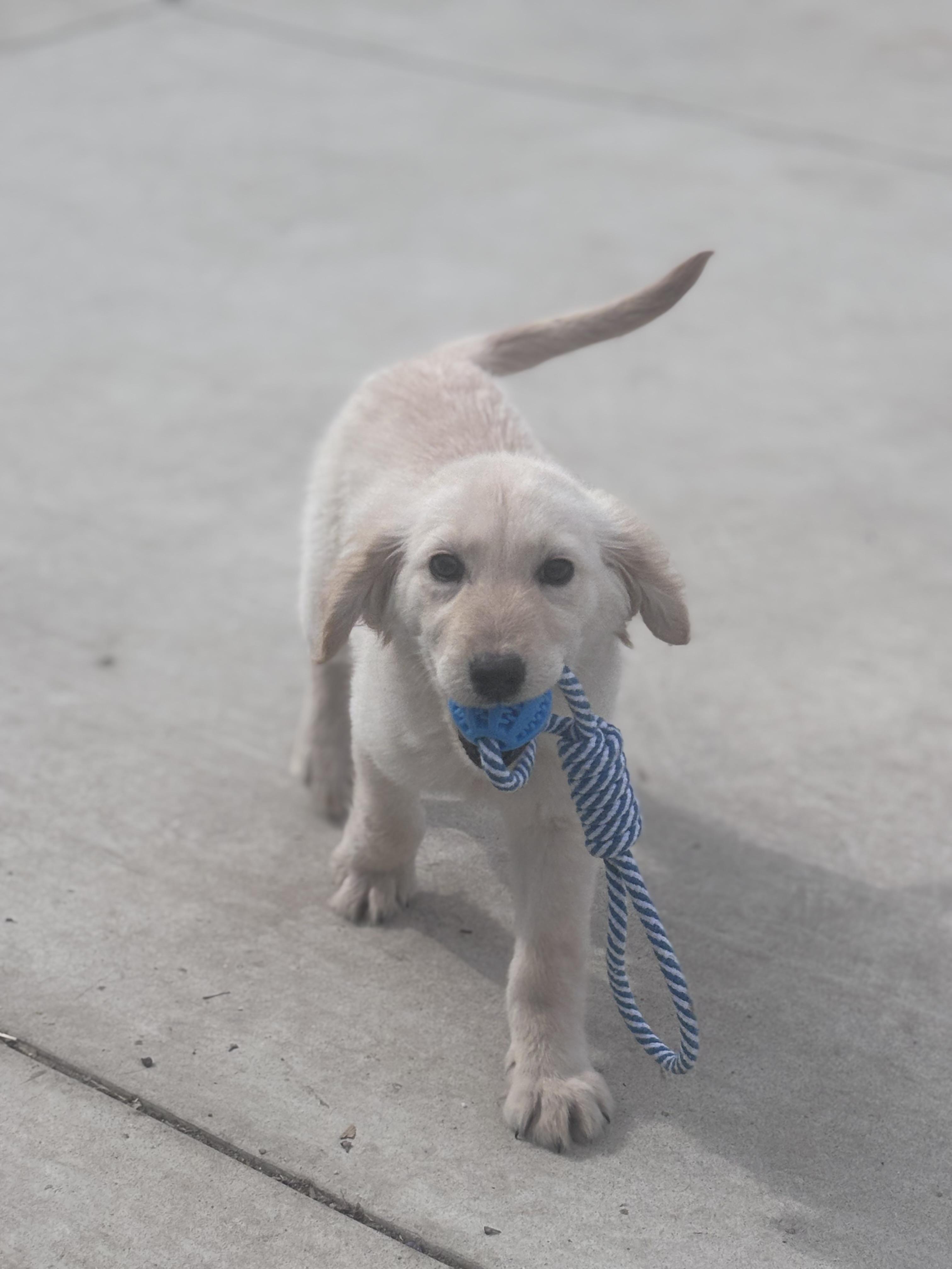 Penny, adopted, Puppy Female Golden Retriever.